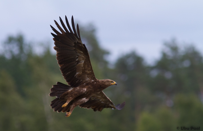 Väike-konnakotkas (Aquila pomarina)
Viljandimaa, juuli 2015

UP
Keywords: lesser spotted eagle