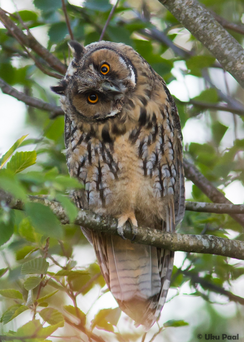 Kõrvukräts (Asio otus)
Harjumaa, juuni 2016

UP
Keywords: long-eared owl