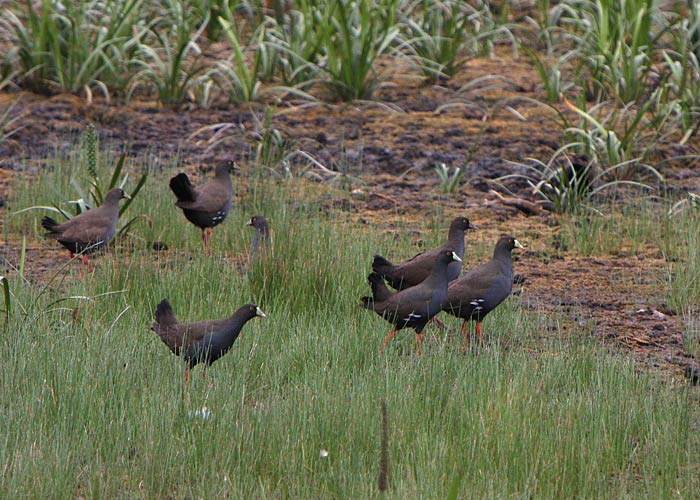 Austraalia kanatait (Gallinula ventralis)
Lake Ballarat, Austraalia, detsember 2007

Rene Ottesson
Keywords: Black-tailed Native-hen