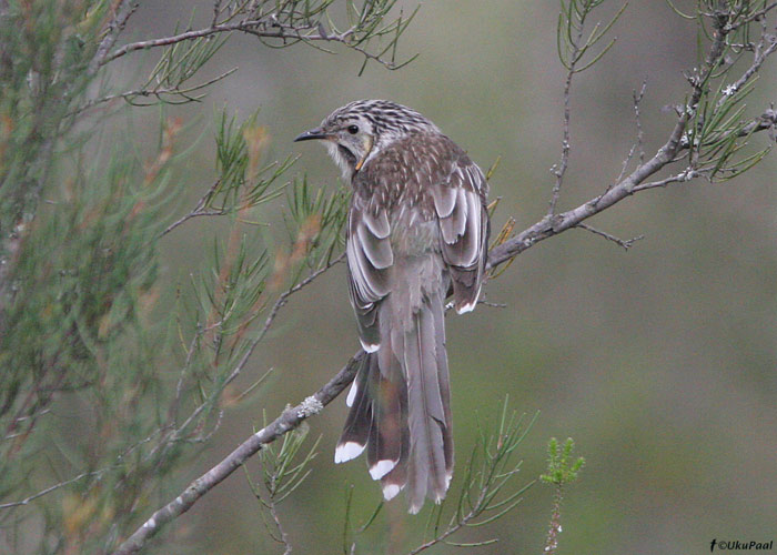 Anthochaera paradoxa
Tasmaania, Austraalia, november 2007

UP
Keywords: yellow wattlebird