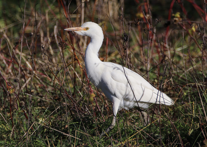 Veisehaigur (Bubulcus ibis)
Salme, Saaremaa, 4.11.2018. Uus linnuliik Eestile. / First for Estonia

Marco Purovesi
Keywords: cattle egret