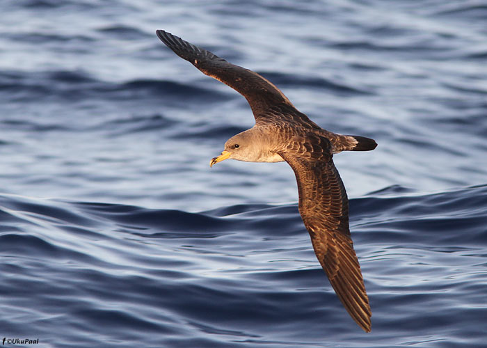 Atlantise tormilind (Calonectris diomedea)
Madeira, august 2011

UP
Keywords: cory's shearwater