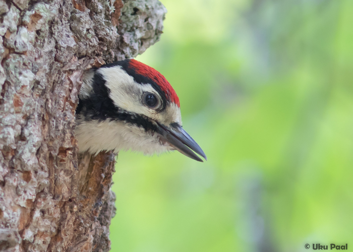 Suur-kirjurähn (Dendrocopos major) pullus
Viljandimaa, juuni 2016

UP
Keywords: great spotted woodpecker