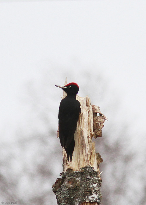 Musträhn (Dryocopus martius) isane
Läänemaa, aprill 2014

UP
Keywords: black woodpecker