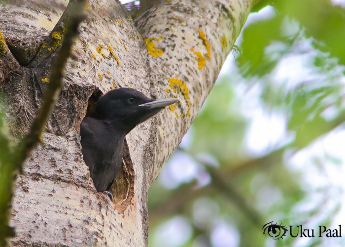 Musträhni (Dryocopus martius) poeg
Tartumaa, mai 2019

Uku Paal
Keywords: black woodpecker