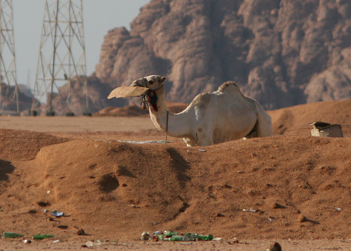 Taaskäitlus
Kaamel sööb pappi 

Egiptus, jaanuar 2010
Keywords: camel