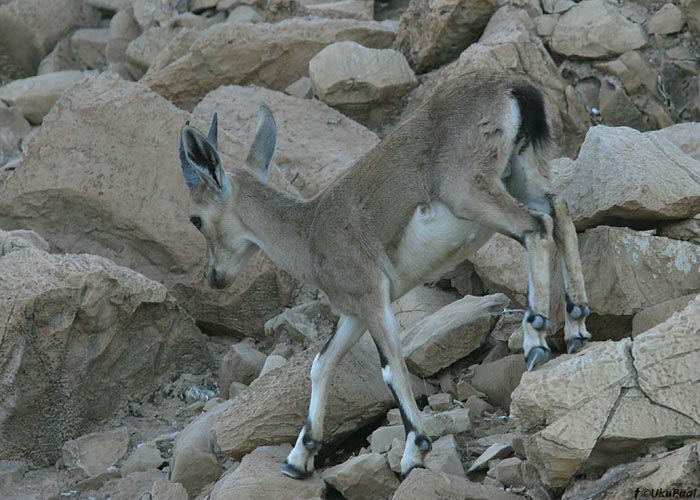 Mägigasell (Gazella gazella gazella)
Surnumeri, Iisrael

UP
Keywords: gazelle