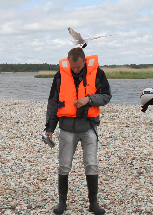 Tiir taltsutab välibioloogi
Pärnumaa, mai 2014

UP
Keywords: birders
