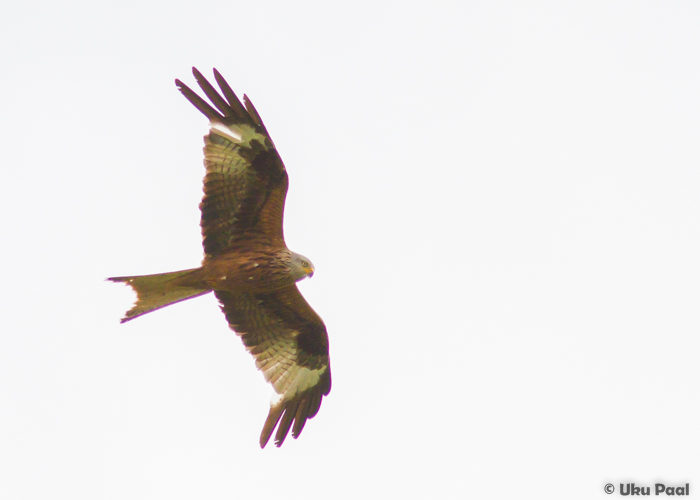 Puna-harksaba (Milvus milvus)
Sooblase, Valgamaa, 17.7.2015

UP
Keywords: red kite