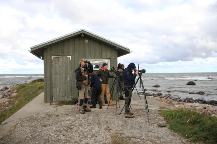 Estonian Open 2025
Kui ralli toimub üle Eesti, on raske jätta Põõsaspead vahele.

Marika Mann
Keywords: birders