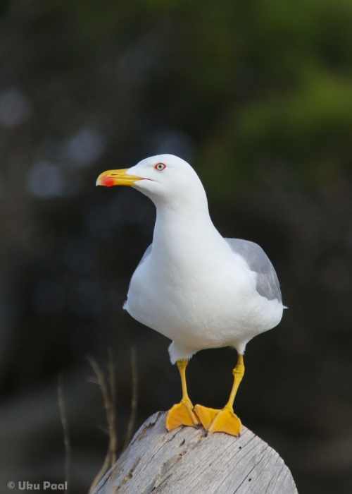 Lõuna-hõbekajakas (Larus michahellis)
Keywords: yellow-legged gull