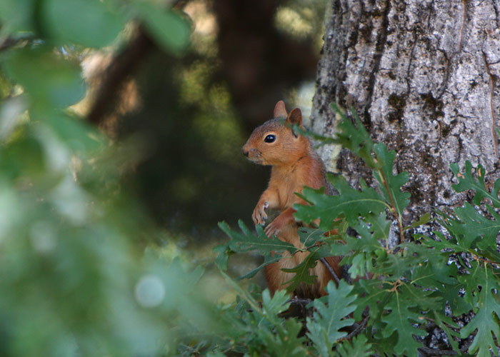 Orav sp (Sciurus anomalus)
Akseki, august 2008. Selline ümarate kõrvadega orav elab seal.

Rene Ottesson
Keywords: persian squirrel