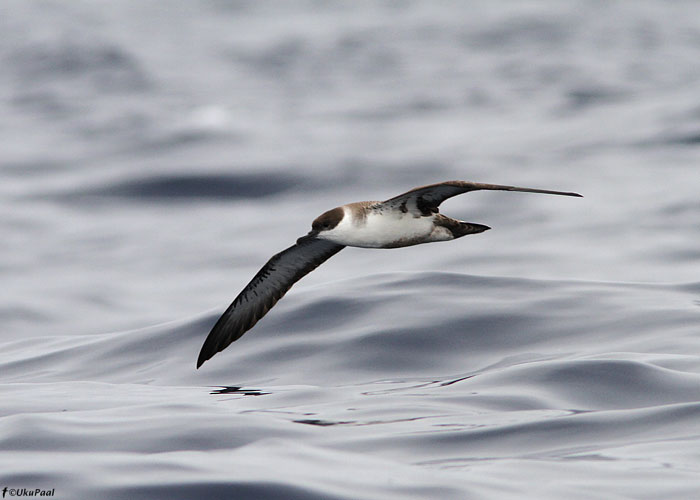 Suur tormilind (Puffinus gravis)
Madeira, august 2011

UP
Keywords: great shearwater
