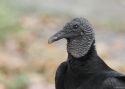 0020Black-Vulture-PANAMA-2014.jpg