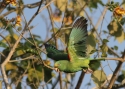 0041Yellow-crowned-Parrot-PANAM.jpg