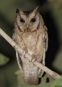 019collared-scops-owl-Birma-20.jpg