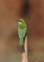 059little-green-bee-eater-Birm.jpg