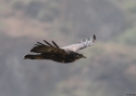 Black-chested-buzzard-eagle.jpg