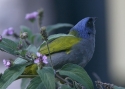 Blue-Capped-Tanager.jpg