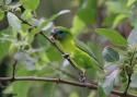 DOUBLEEYED-FIG-PARROT-CAI.jpg