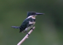 Green-Kingfisher.jpg