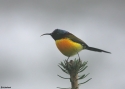 Green-tailed-Sunbird-INDIw.jpg