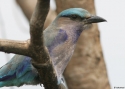 Indian-Roller-INDIA-2010w.jpg