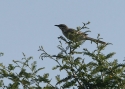 Long-tailed-Mockingbir.jpg