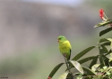 Mountain-parakeet-PERUU.jpg
