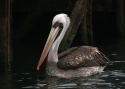Peruvian-Pelican.jpg
