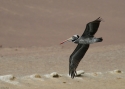 Peruvian-pelican-PERU.jpg