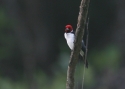 Red-capped-cardinal.jpg