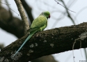 Ring-necked-Parakeet-INDIAw.jpg
