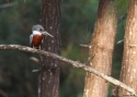 Ringed-Kingfisher-PANAMA-20.jpg