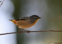 SPOTTED-PARDALOTE-MT-TAY.jpg