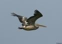 Spot-billed-Pelican-INDIAw.jpg