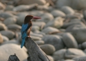 White-throated-Kingfisher-I.jpg