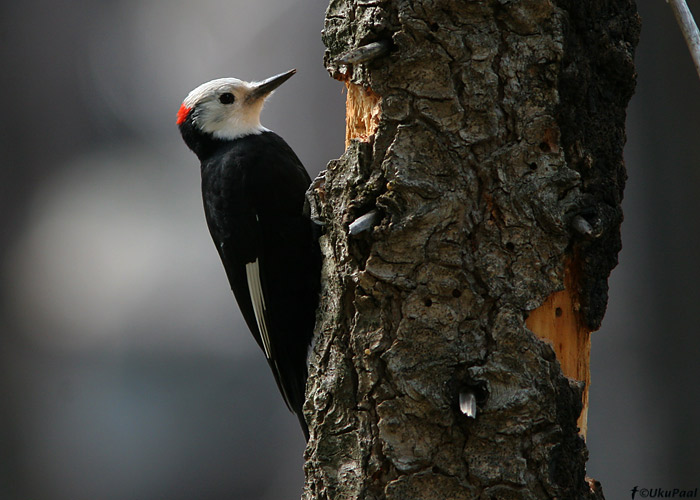 Picoides albolarvatus
Yosemite rahvuspark, California

UP
Keywords: white-headed woodpecker